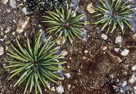 Attēlu rezultāti vaicājumam “Isoetaceae”