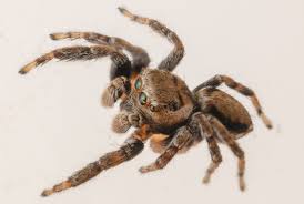 Attēlu rezultāti vaicājumam “Evarcha falcata”