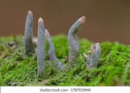 Attēlu rezultāti vaicājumam “Xylaria”