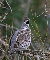 Attēlu rezultāti vaicājumam “Bonasa bonasia eggs”