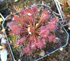Attēlu rezultāti vaicājumam “Drosera intermedia”
