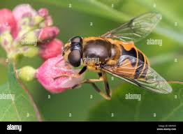 Attēlu rezultāti vaicājumam “Eristalis sp.”