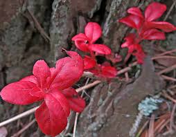 Attēlu rezultāti vaicājumam “Exobasidium splendidum”