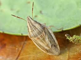 Attēlu rezultāti vaicājumam “Aelia acuminata”