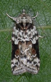 Attēlu rezultāti vaicājumam “Nycteola degenerana”