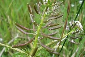 Image result for Rorippa nasturtium-aquaticum