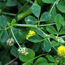 Attēlu rezultāti vaicājumam “Medicago lupulina”