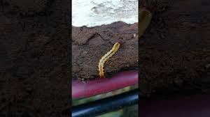 Attēlu rezultāti vaicājumam “Pyrochroidae larva”