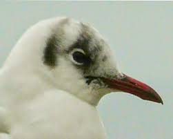 Attēlu rezultāti vaicājumam “Larus minutus”