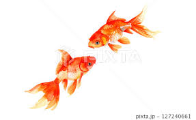 Image result for 金魚