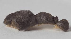 Attēlu rezultāti vaicājumam “Reticularia jurana”