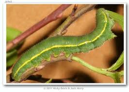 Attēlu rezultāti vaicājumam “Colias palaeno male”