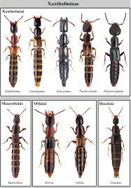 Attēlu rezultāti vaicājumam “Staphylinidae”