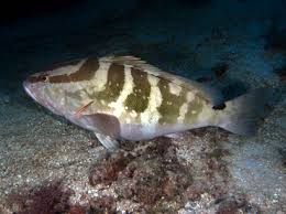 Image result for Epinephelus striatus