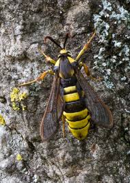 Attēlu rezultāti vaicājumam “Sesia apiformis”