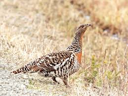 Attēlu rezultāti vaicājumam “Tetrao urogallus female”