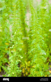 Image result for Chenopodium botrys