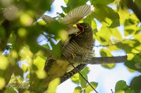 Attēlu rezultāti vaicājumam “Cuculus canorus juvenile”