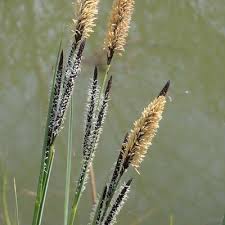 Attēlu rezultāti vaicājumam “Carex elata flower”