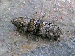 Attēlu rezultāti vaicājumam “Dioryctria abietella”