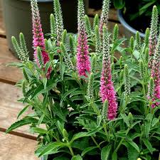 Attēlu rezultāti vaicājumam “Veronica spicata leaf”