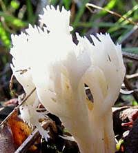 Attēlu rezultāti vaicājumam “Clavulina coralloides”