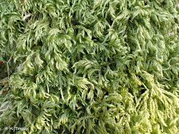 Attēlu rezultāti vaicājumam “Isothecium alopecuroides”