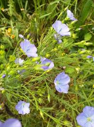 Image result for Linum usitatissimum