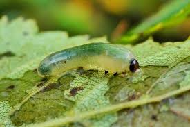 Attēlu rezultāti vaicājumam “Caliroa annulipes”