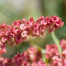 Attēlu rezultāti vaicājumam “Rumex aquaticus bud”
