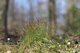 Attēlu rezultāti vaicājumam “Carex digitata”