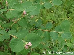 Attēlu rezultāti vaicājumam “Symphoricarpos albus flower”