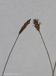 Attēlu rezultāti vaicājumam “Carex dioica fruit”