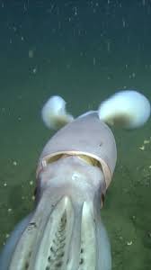 Image result for Dosidicus gigas