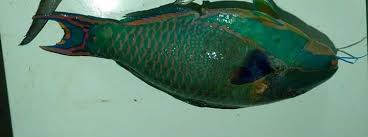 Image result for *PHUfbqhZ