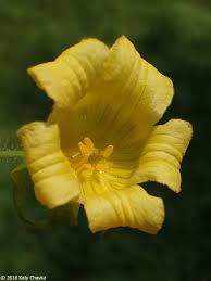 Attēlu rezultāti vaicājumam “Thladiantha dubia”