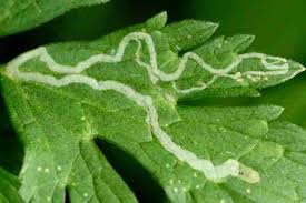 Attēlu rezultāti vaicājumam “Phytomyza ranunculi”