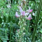 Attēlu rezultāti vaicājumam “Onobrychis arenaria fruit”