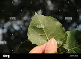 Attēlu rezultāti vaicājumam “Populus x canadensis leaf”