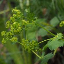Attēlu rezultāti vaicājumam “Alchemilla vulgaris aggr. leaf”