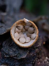 Attēlu rezultāti vaicājumam “Crucibulum laeve”