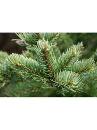 Attēlu rezultāti vaicājumam “Abies balsamea”