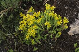 Image result for Mauerpfeffer