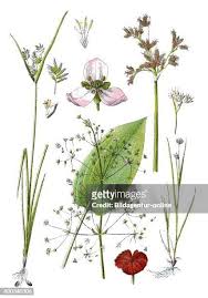 Attēlu rezultāti vaicājumam “Rhynchospora alba leaf”