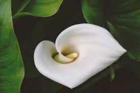 Attēlu rezultāti vaicājumam “Calla palustris flower”