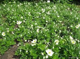 Attēlu rezultāti vaicājumam “Anemone sylvestris fruit”