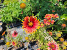 Image result for Gaillardia pulchella