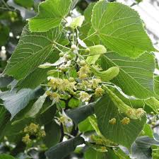 Attēlu rezultāti vaicājumam “Tilia x moltkei leaf”