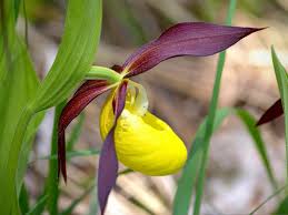 Attēlu rezultāti vaicājumam “Cypripedium calceolus flower”