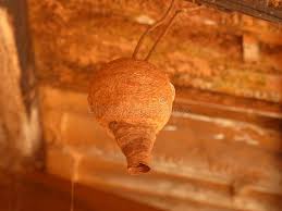 Attēlu rezultāti vaicājumam “Eumenidae”